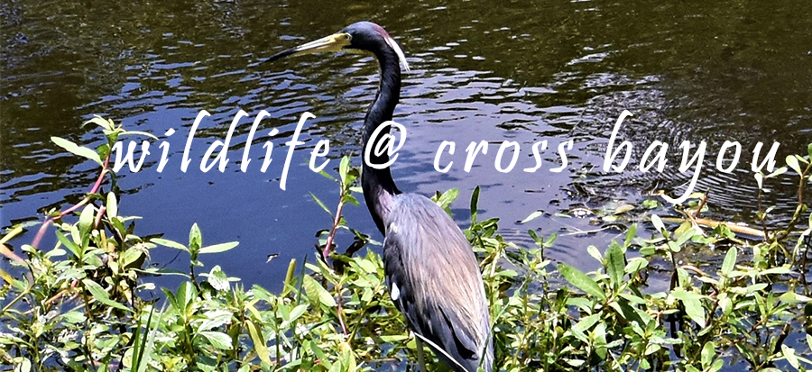 wildlife at cross bayou